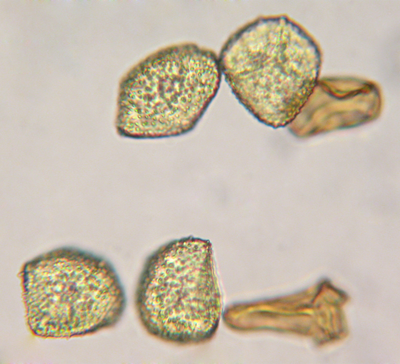 Phaeoceros carolinianus